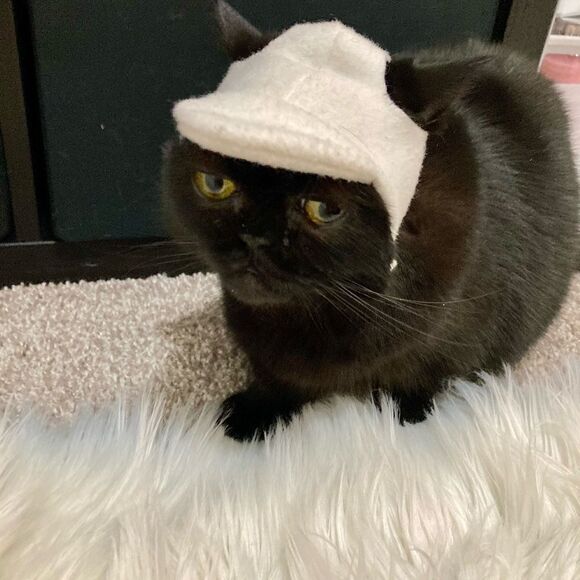 Cat Dog Sphynx Clothes Made with Love lot of 7 shirts 3 hats - Picture 6 of 16